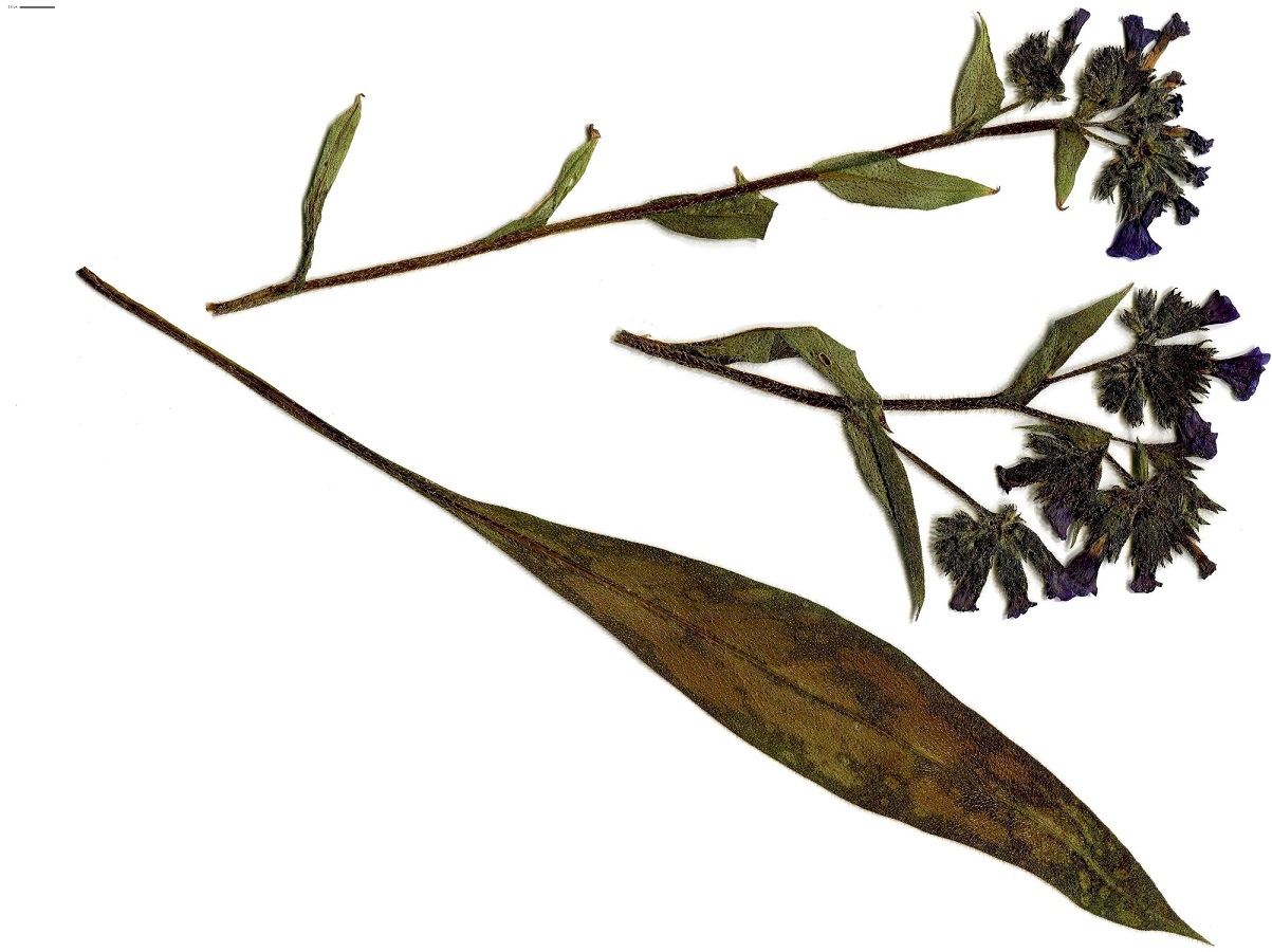Pulmonaria longifolia subsp. longifolia (Boraginaceae)